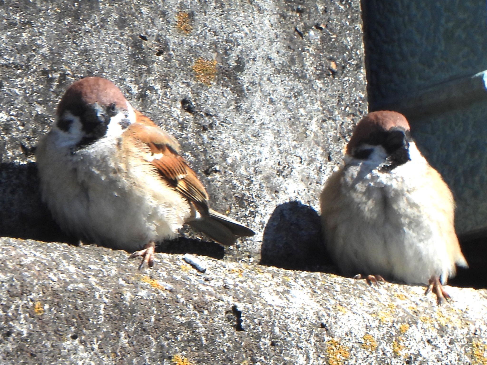 Photo of Eurasian Tree Sparrow at 芝川第一調節池(芝川貯水池) by ツピ太郎