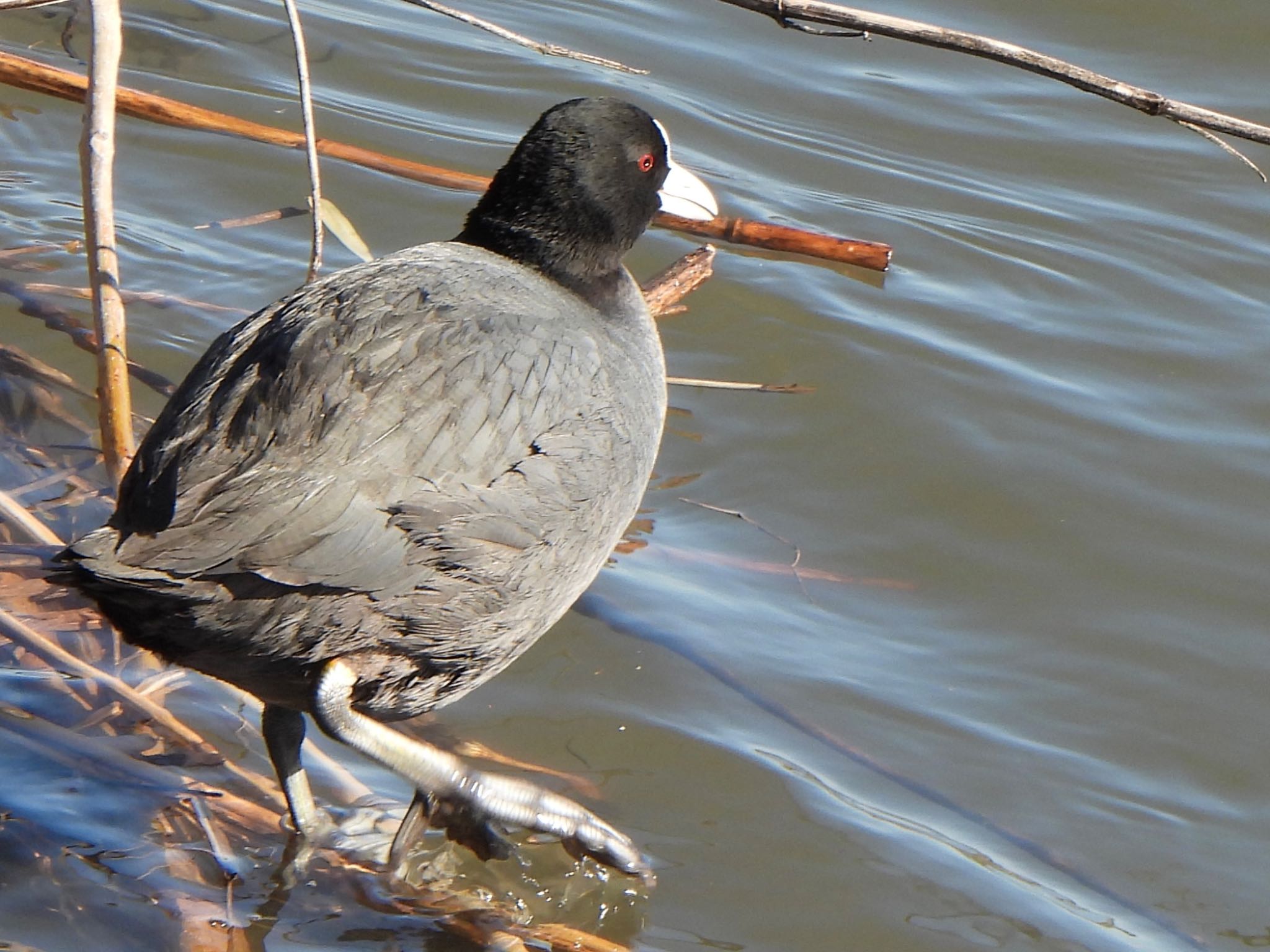 Eurasian Coot