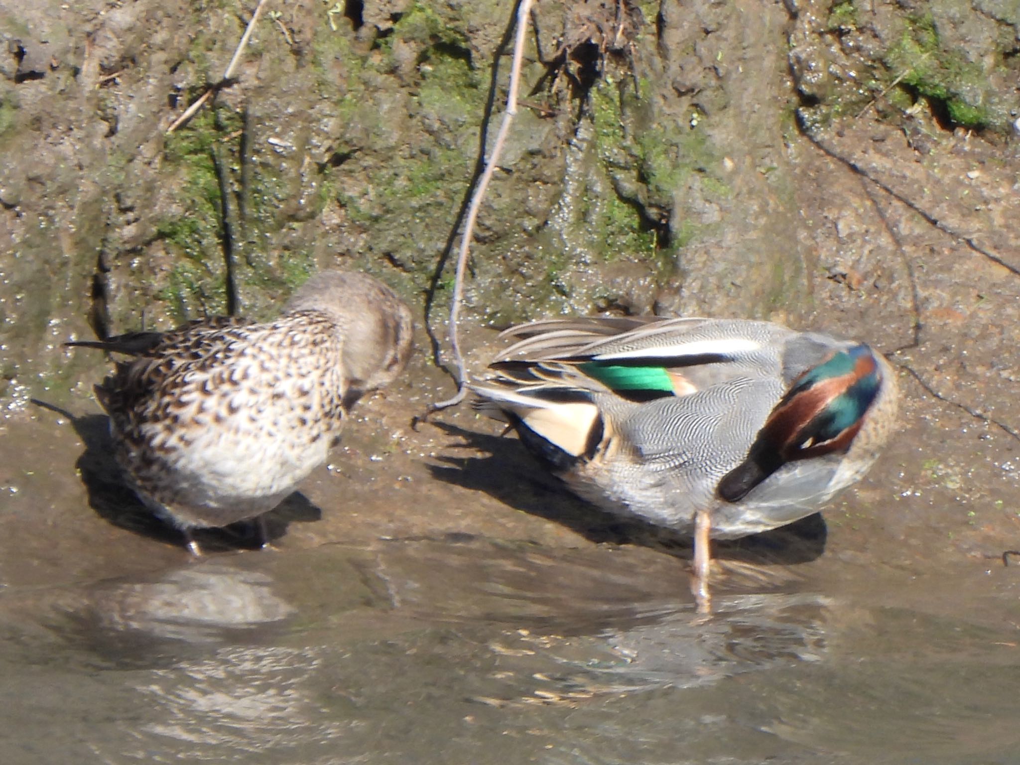 Eurasian Teal