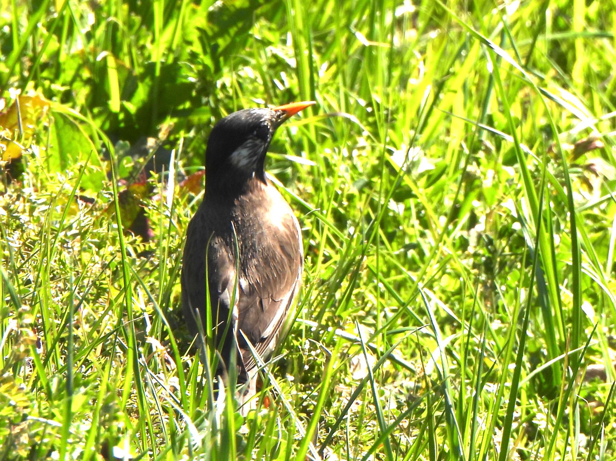 White-cheeked Starling