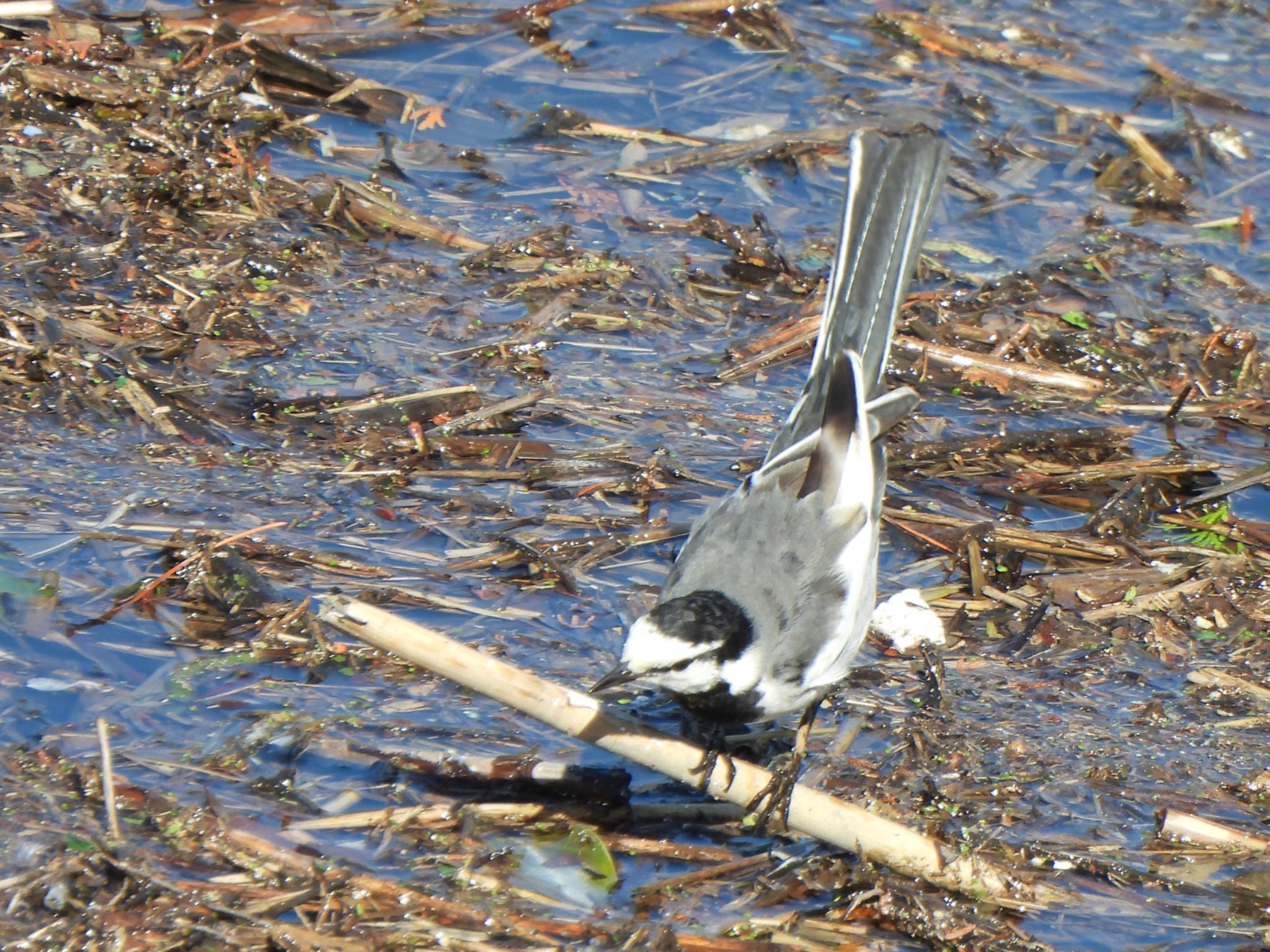 Photo of White Wagtail at 芝川第一調節池(芝川貯水池) by ツピ太郎