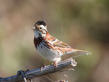 Sat, 3/9/2024 Birding report at 芝川第一調節池(芝川貯水池)