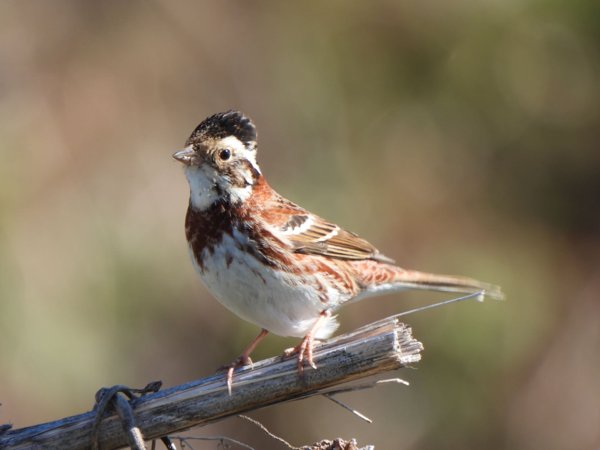 Rustic Bunting