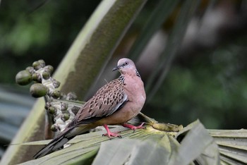 カノコバト シンガポール植物園 2018年11月11日(日)