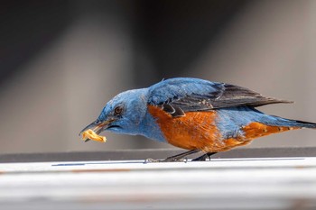 Blue Rock Thrush 埼玉県入間市 Sat, 3/9/2024