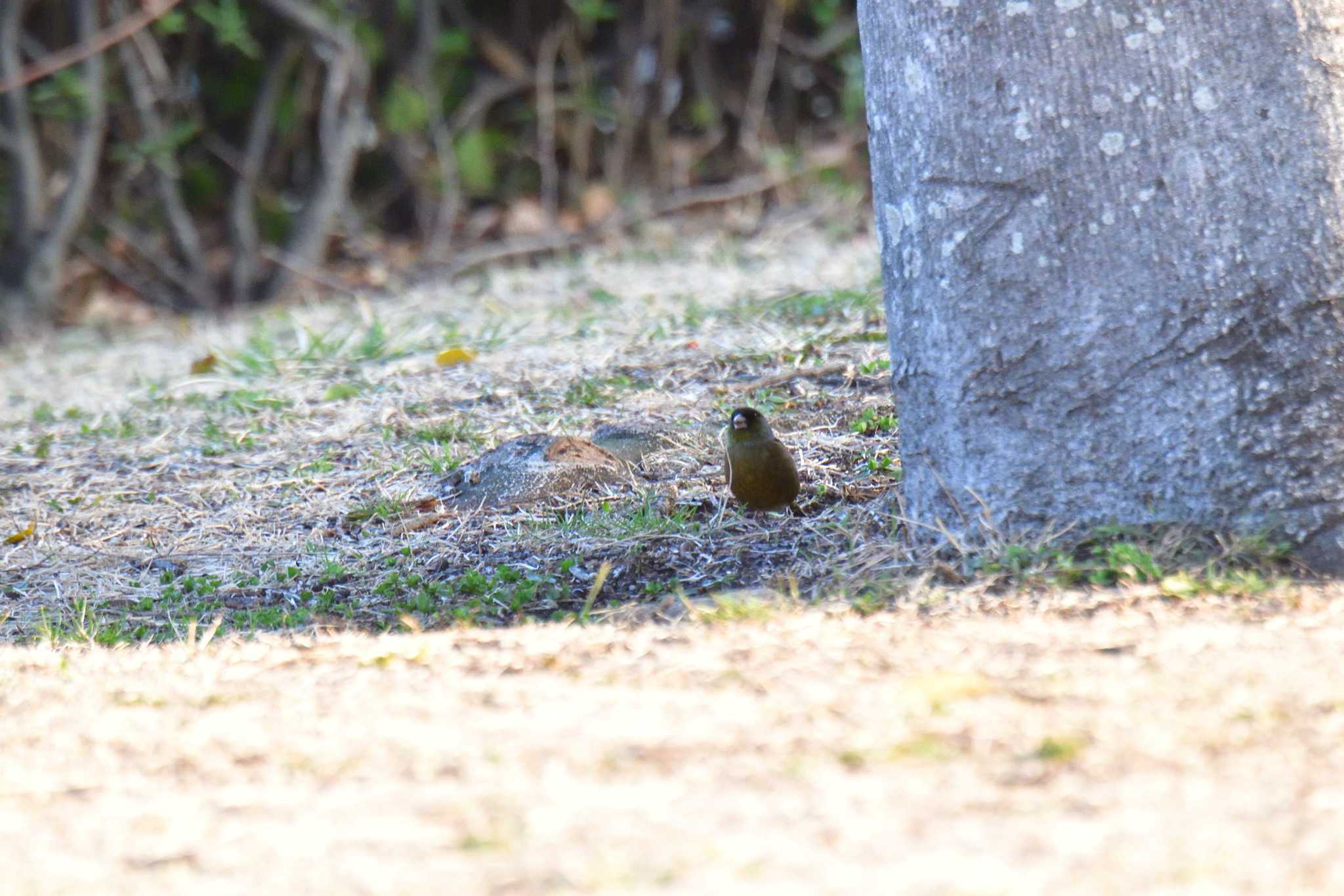 カワラヒワ