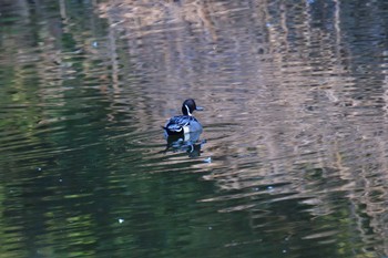 オナガガモ 長浜公園 2024年3月4日(月)