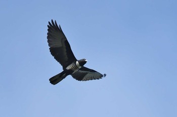 Black Baza Singapore Botanic Gardens Sun, 11/11/2018