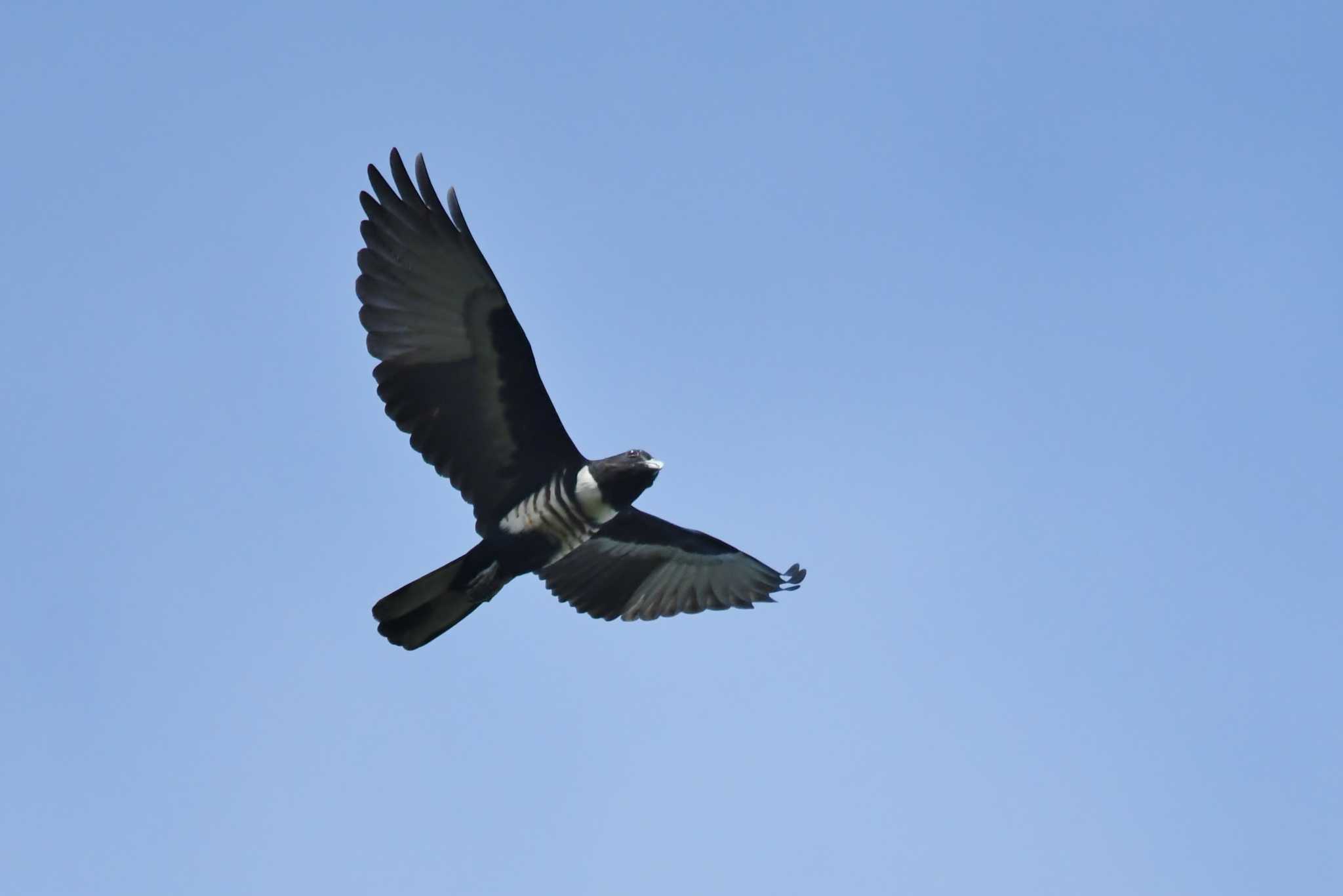 Black Baza