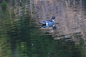 オナガガモ 長浜公園 2024年3月4日(月)