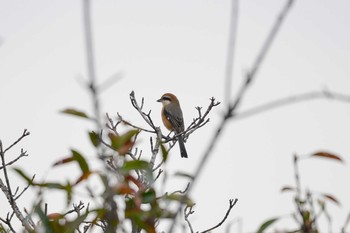 Fri, 12/7/2018 Birding report at 加木屋緑地