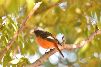 2024年3月4日(月) 長浜公園の野鳥観察記録