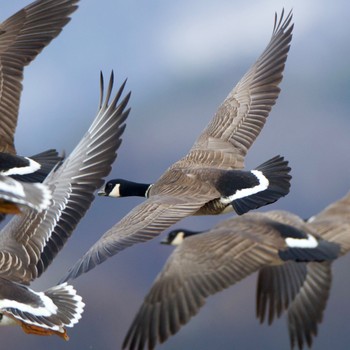 Cackling Goose 岩手県 Fri, 3/8/2024