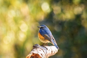 Red-flanked Bluetail Akashi Park Sat, 3/9/2024