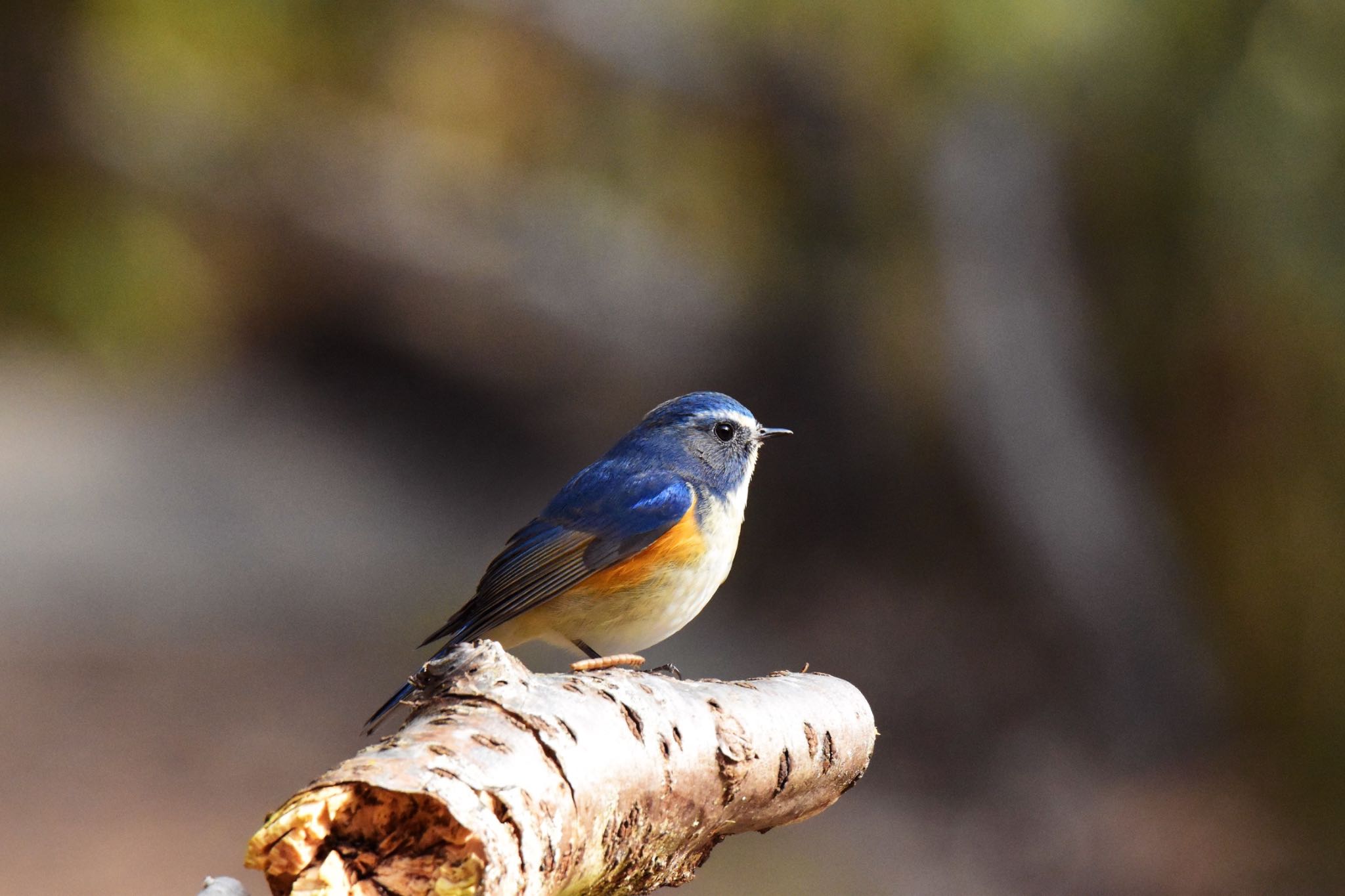 Photo of Red-flanked Bluetail at Akashi Park by ningenrimokon