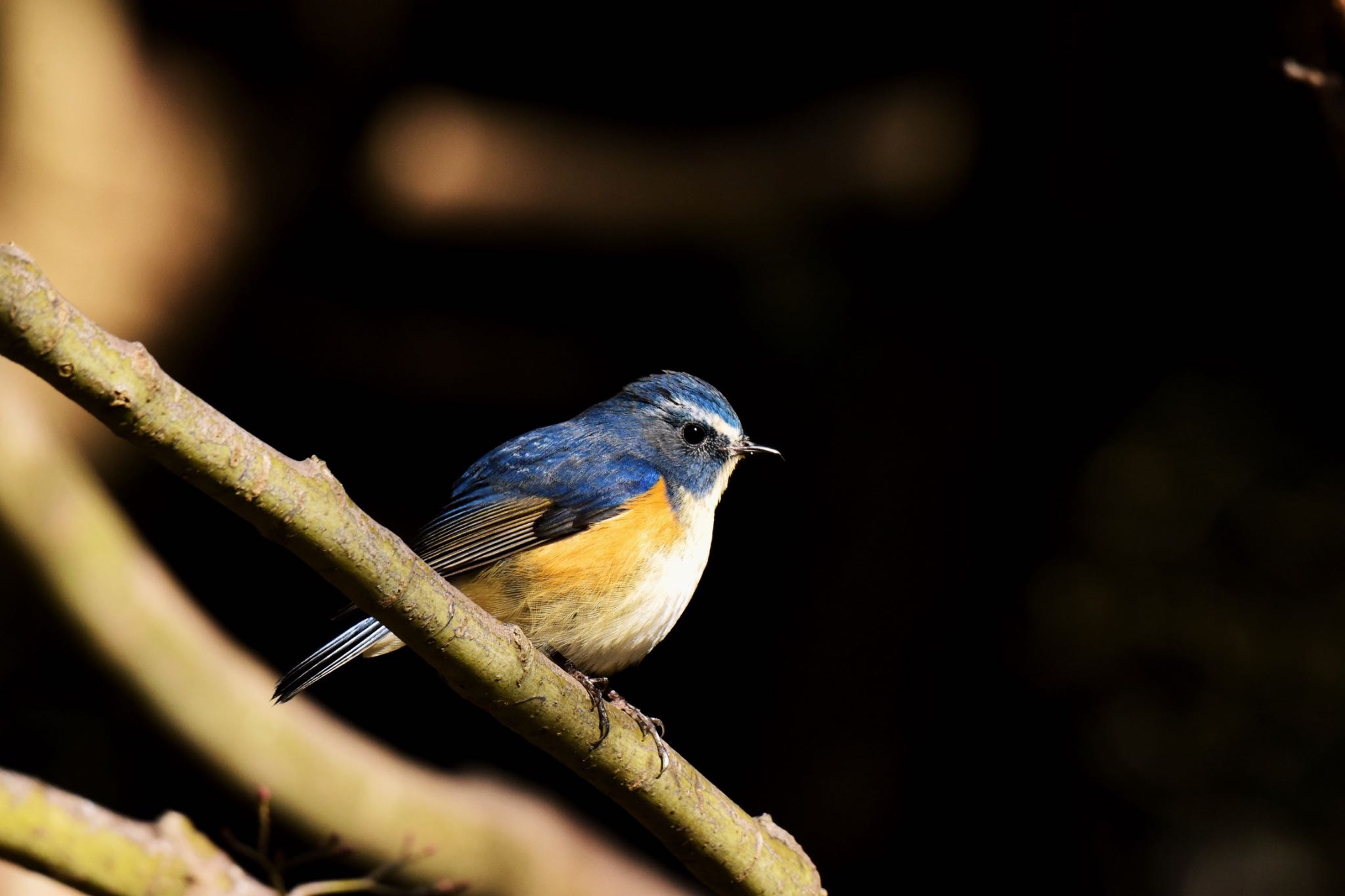 Photo of Red-flanked Bluetail at Akashi Park by ningenrimokon