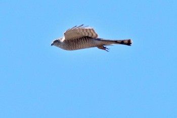 Eurasian Sparrowhawk 荒川・砂町水辺公園(東京都江東区) Sat, 3/9/2024