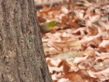 Tue, 1/2/2024 Birding report at Kitamoto Nature Observation Park