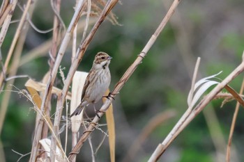 Common Reed Bunting 兵庫県伊丹市 猪名川 Sat, 3/9/2024