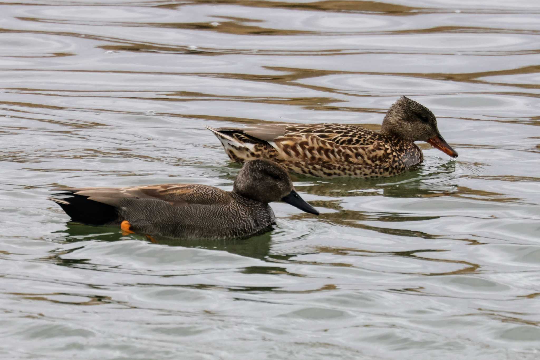 Photo of Gadwall at 兵庫県伊丹市 猪名川 by トビトチヌ