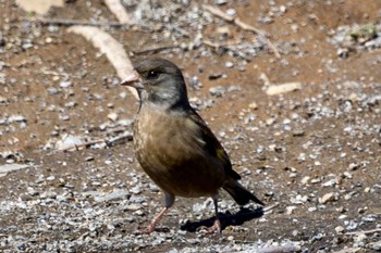 アオカワラヒワ 芝川第一調節池(芝川貯水池) 2024年3月9日(土)