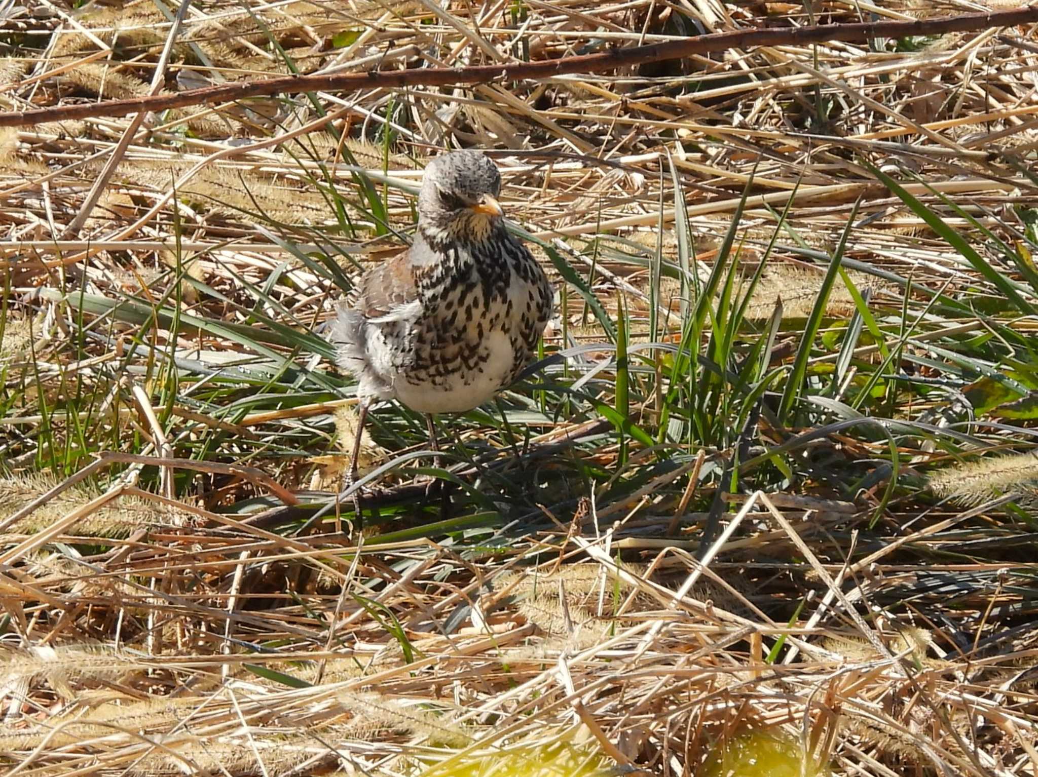 Fieldfare