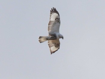 Rough-legged Buzzard 利根川 Sat, 3/9/2024