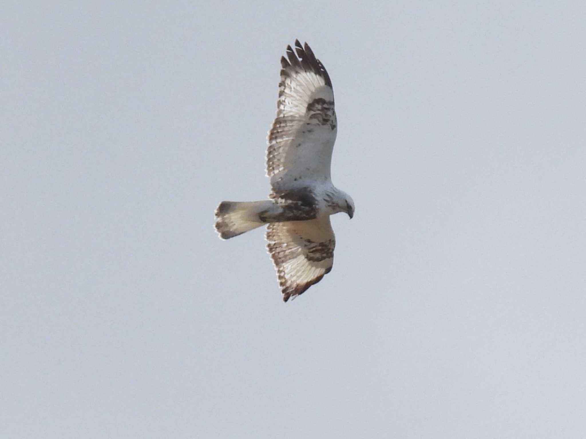 Rough-legged Buzzard