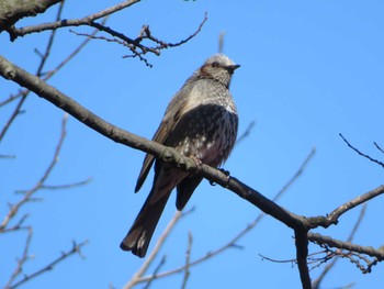 Brown-eared Bulbul Unknown Spots Sat, 3/9/2024