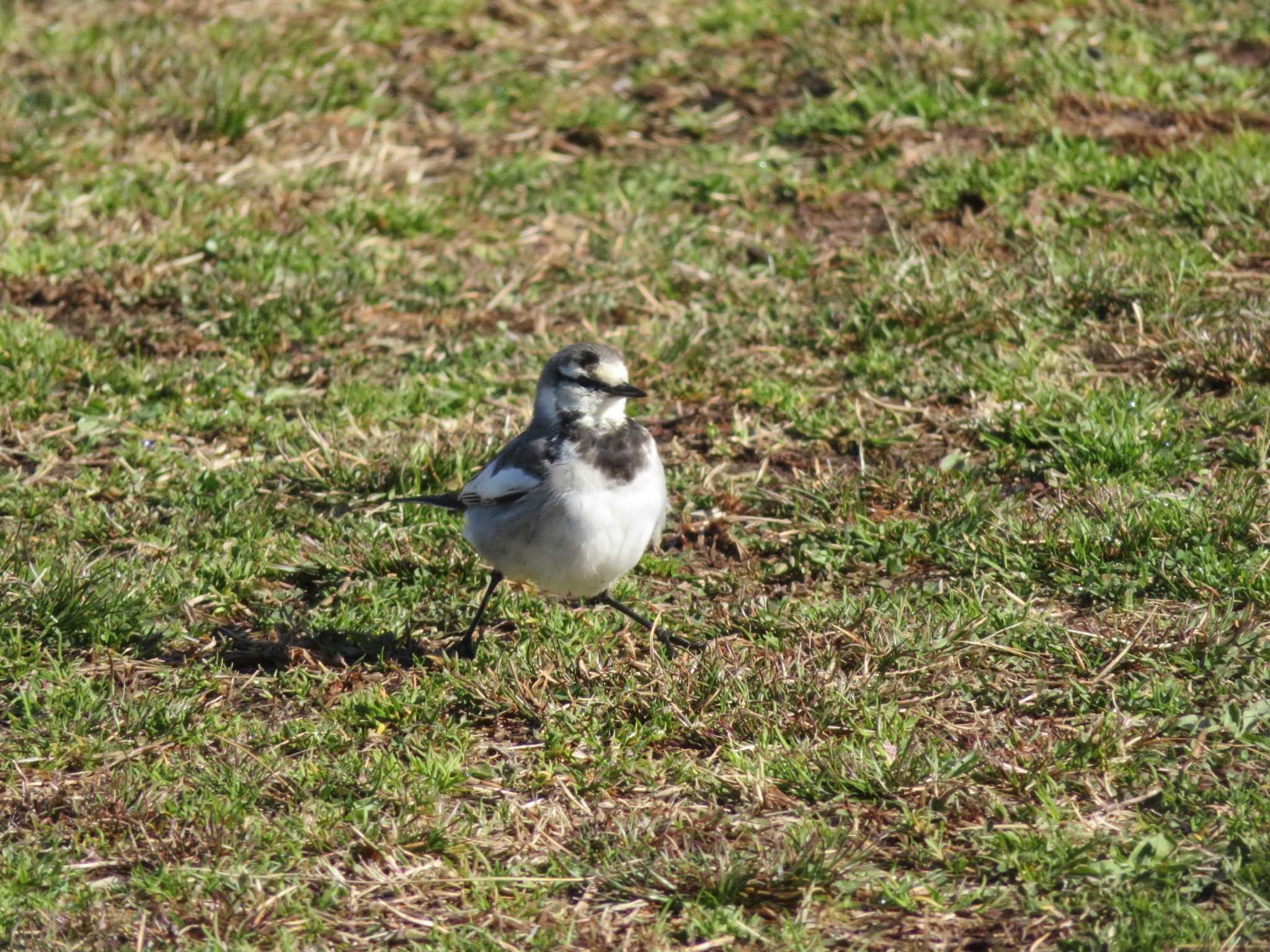 Photo of White Wagtail at  by KAT