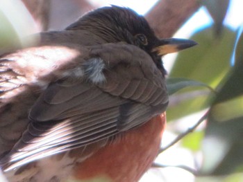 Brown-headed Thrush Unknown Spots Sat, 3/9/2024