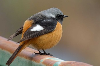 Daurian Redstart 京都府 Sat, 3/9/2024