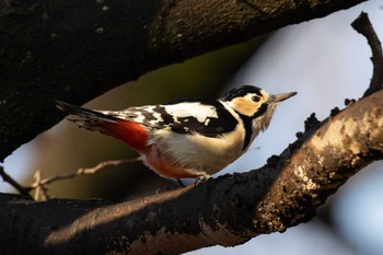 2024年3月9日(土) 秋ヶ瀬公園の野鳥観察記録