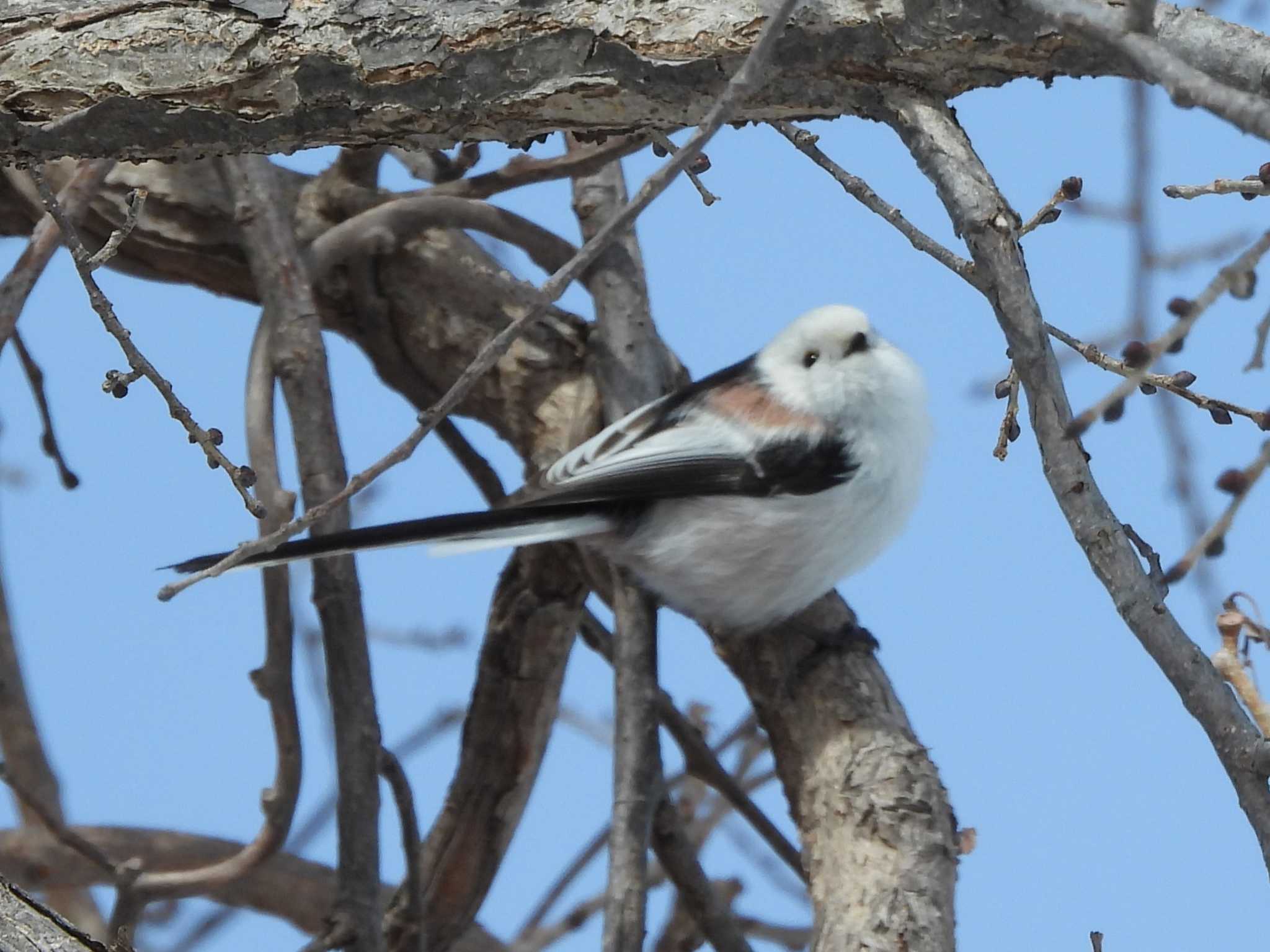 Long-tailed tit(japonicus)