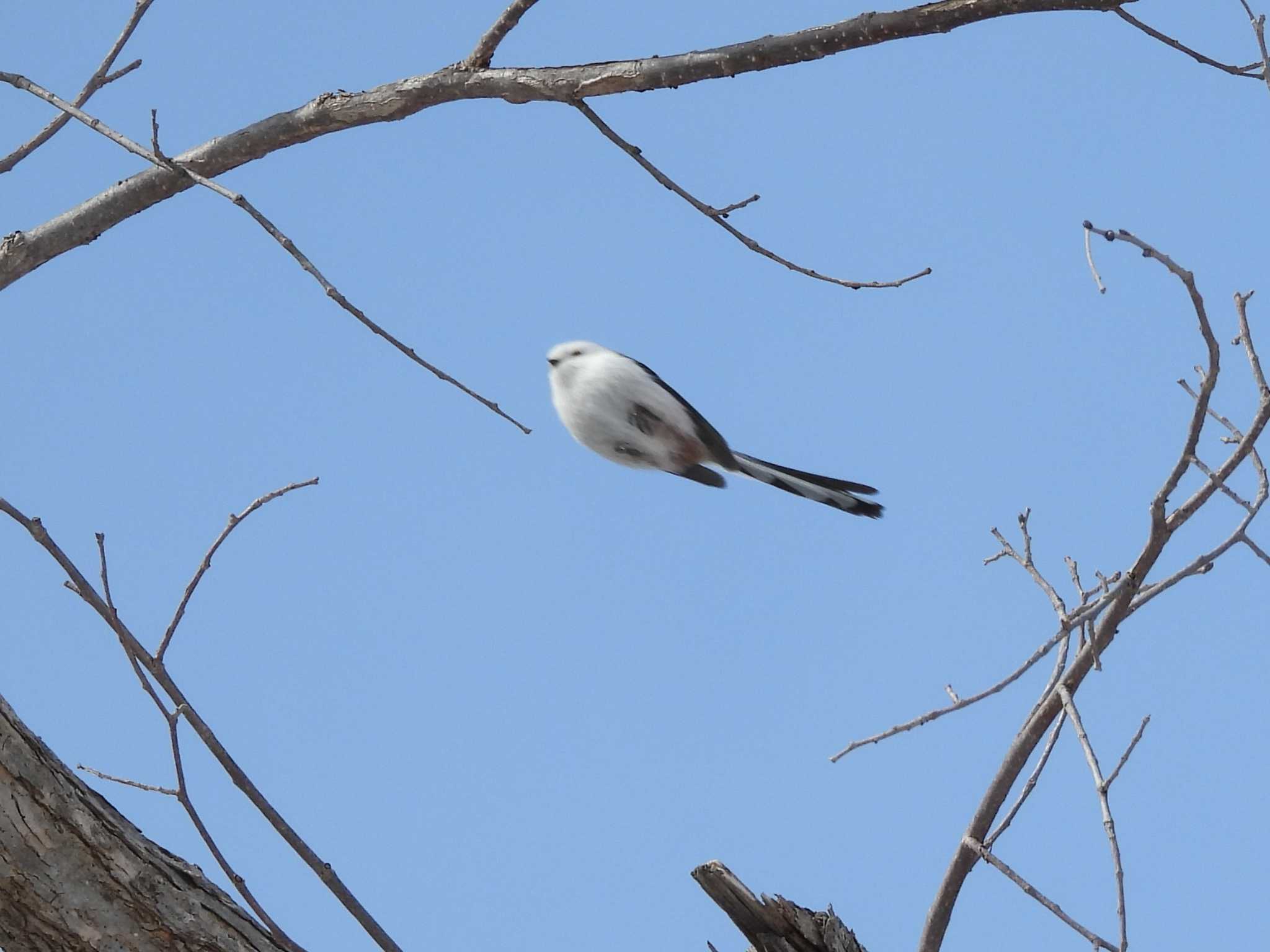 Long-tailed tit(japonicus)