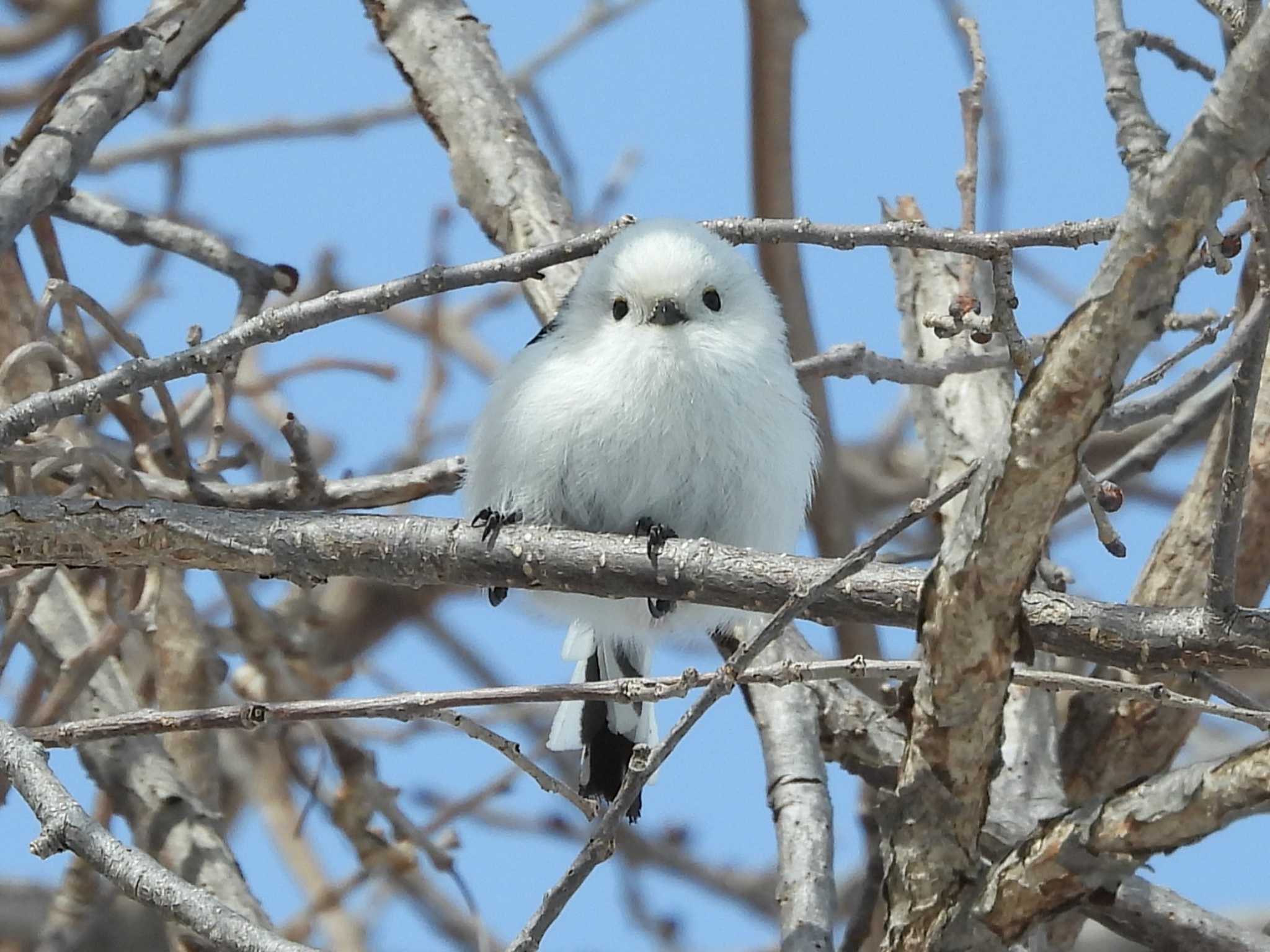 Long-tailed tit(japonicus)