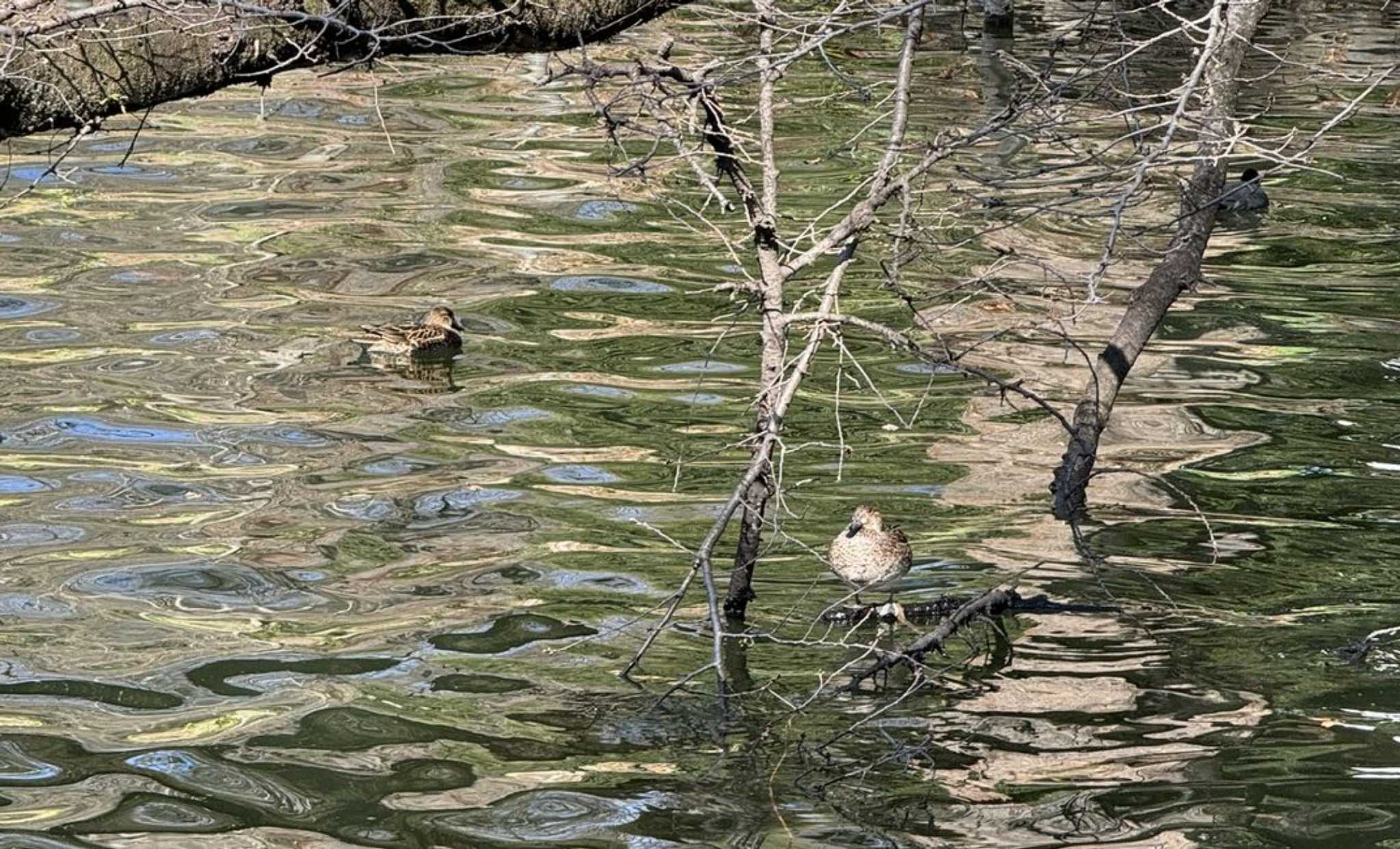 Baikal Teal