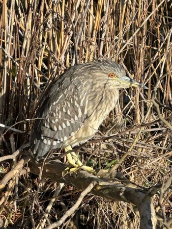 Black-crowned Night Heron Inokashira Park Sat, 3/9/2024