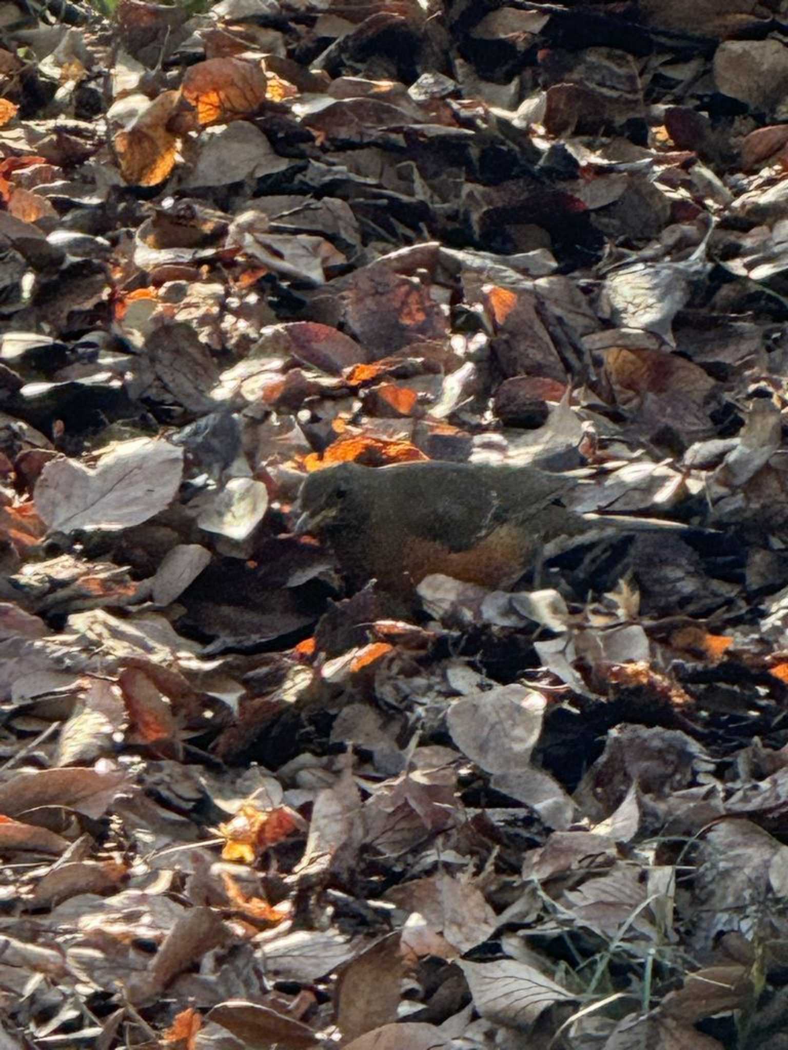 Brown-headed Thrush