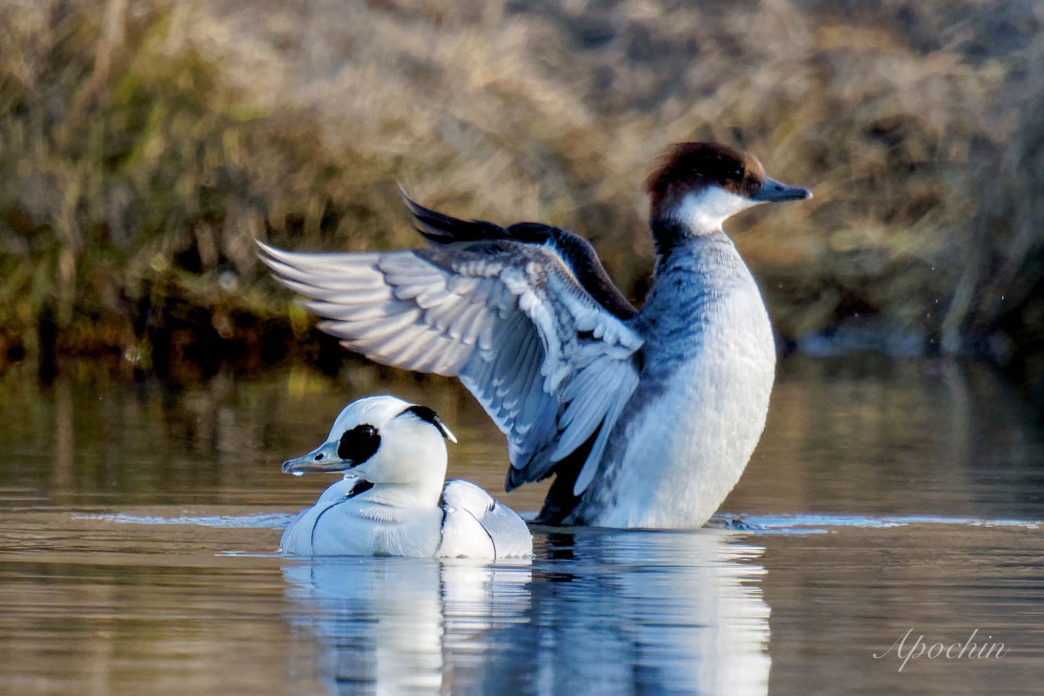 Photo of Smew at Shin-yokohama Park by アポちん