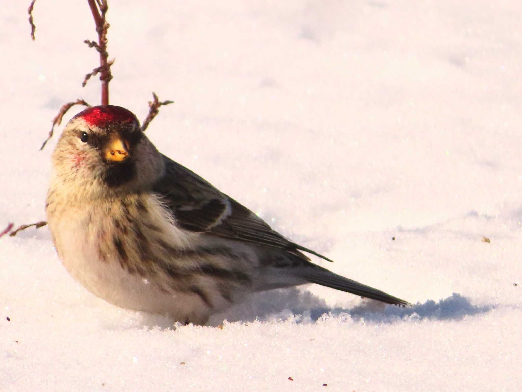 Photo of Common Redpoll at 鵡川河口 by ゆ