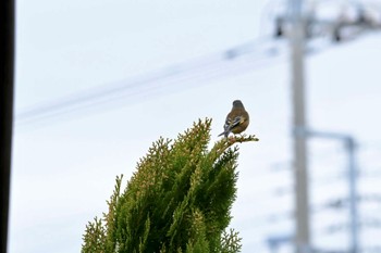 Oriental Greenfinch(kawarahiba) 笛吹市 Thu, 3/7/2024