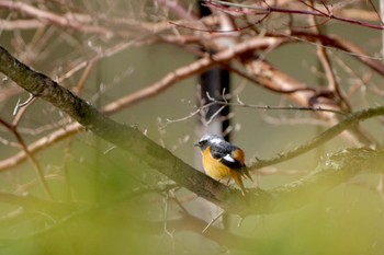 Daurian Redstart 西湖 Sat, 3/9/2024