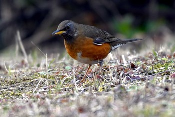 アカハラ 荒子川公園 2024年3月8日(金)