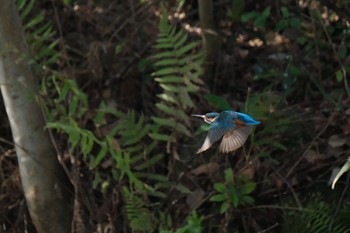 Common Kingfisher 中郷温水池(三島市) Sat, 3/9/2024