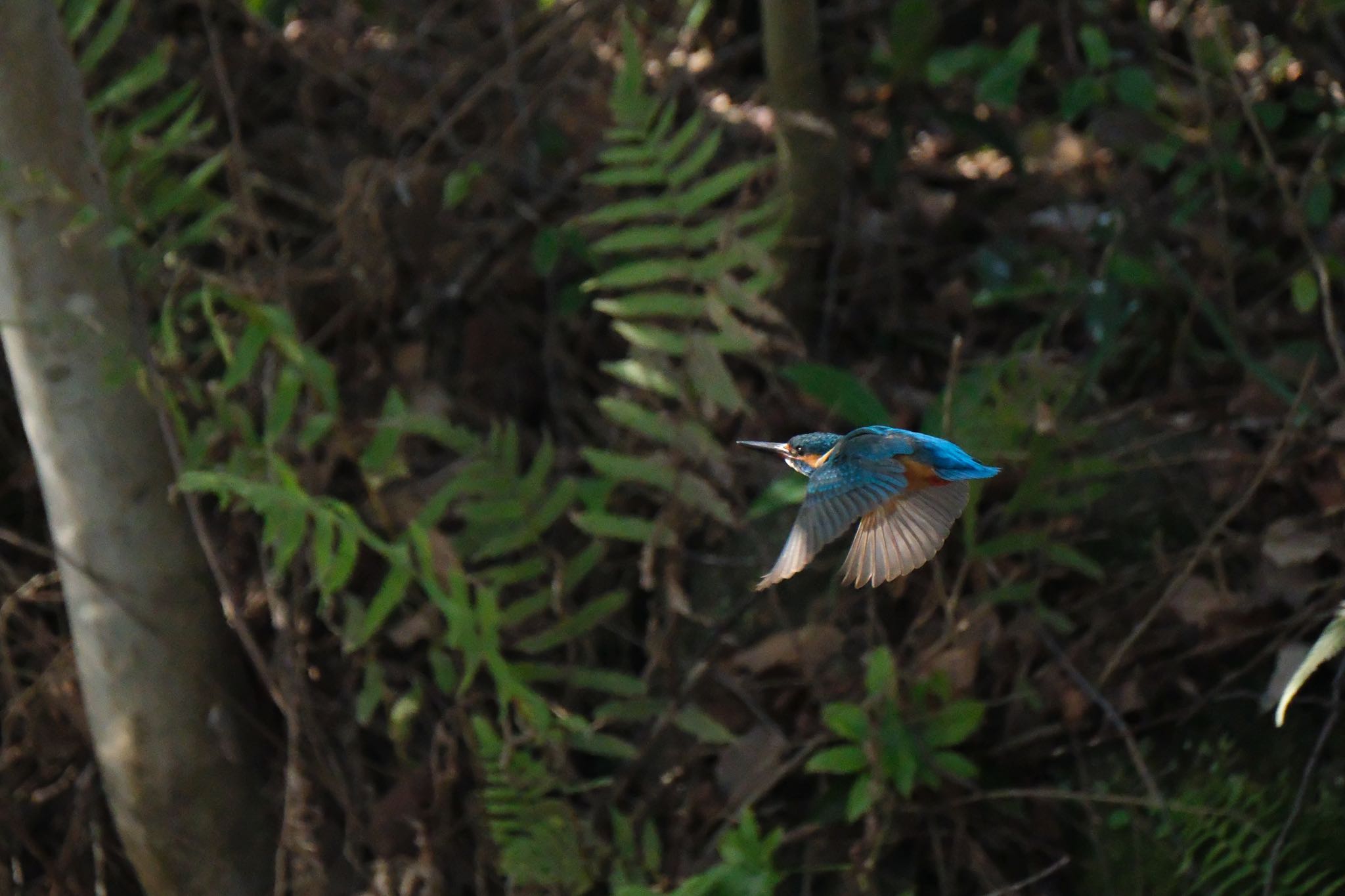 Photo of Common Kingfisher at 中郷温水池(三島市) by ポン介