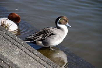 Northern Pintail 小幡緑地 Sat, 3/9/2024