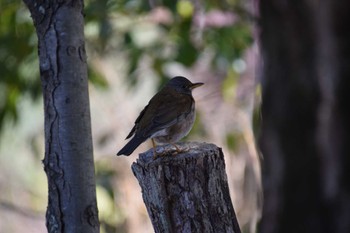 Pale Thrush 小幡緑地 Sat, 3/9/2024