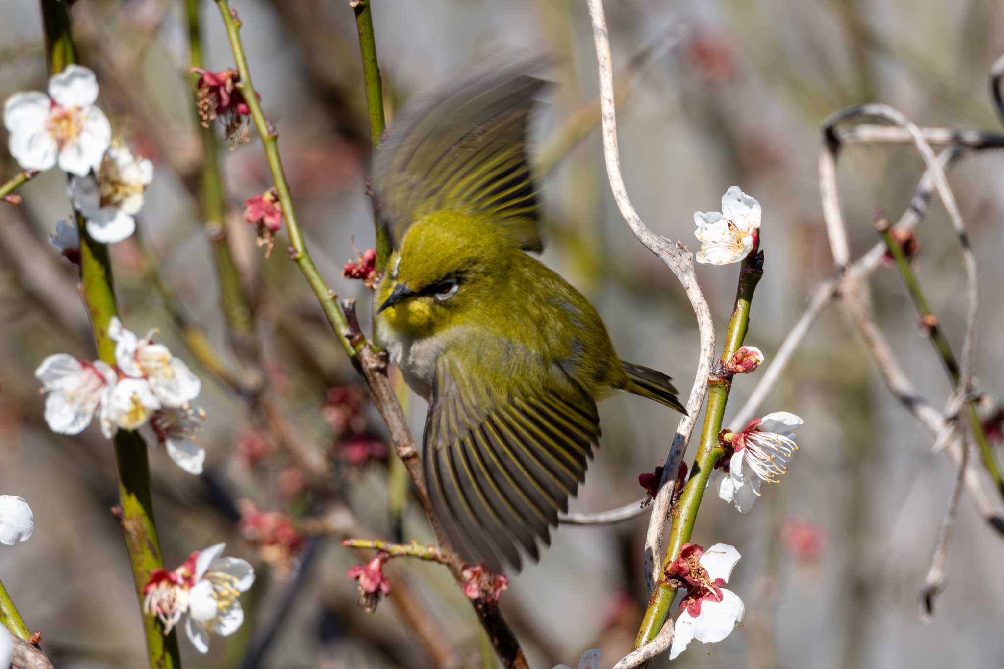 つくし湖(茨城県桜川市) メジロの写真 by MNB EBSW