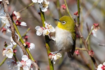 メジロ つくし湖(茨城県桜川市) 2024年3月9日(土)